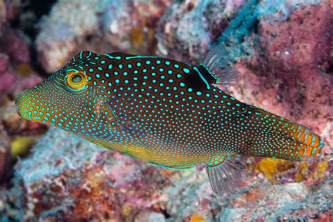 Blue Spotted Puffer Fish.